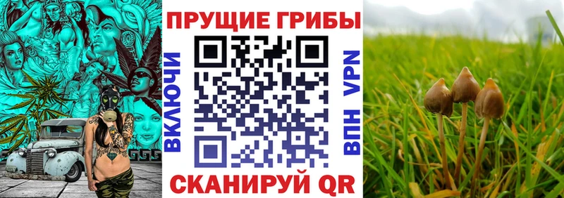 купить  цена  блэк спрут зеркало  Псилоцибиновые грибы Cubensis  Чаплыгин 
